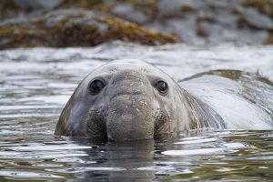 Cooper Bay, South Georgia Island 140.jpg